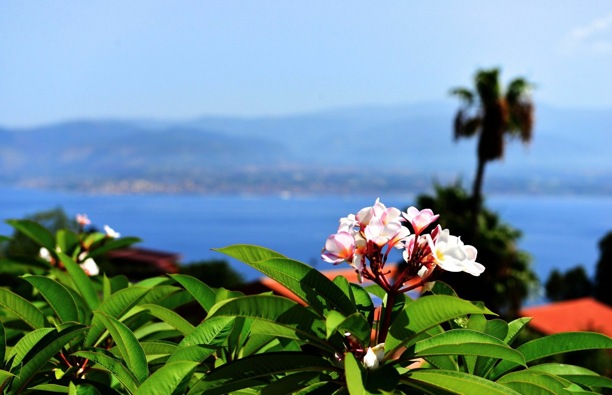 Scilla E Cariddi Guest house 3*